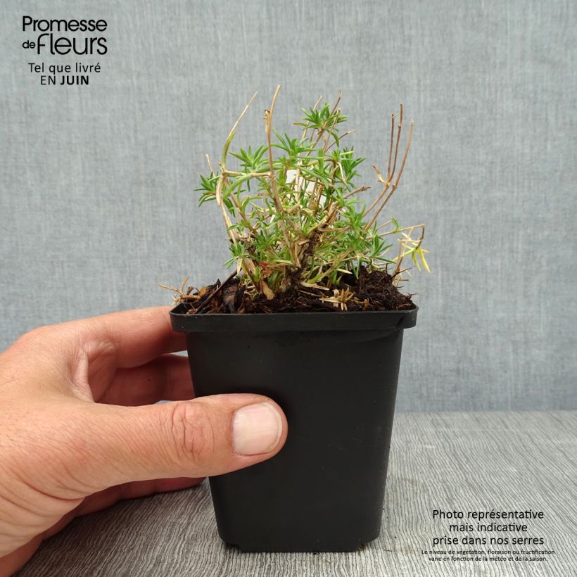 Spécimen de Phlox mousse Candy Stripes - Phlox subulata Godet de 8/9 cm tel que livré en été