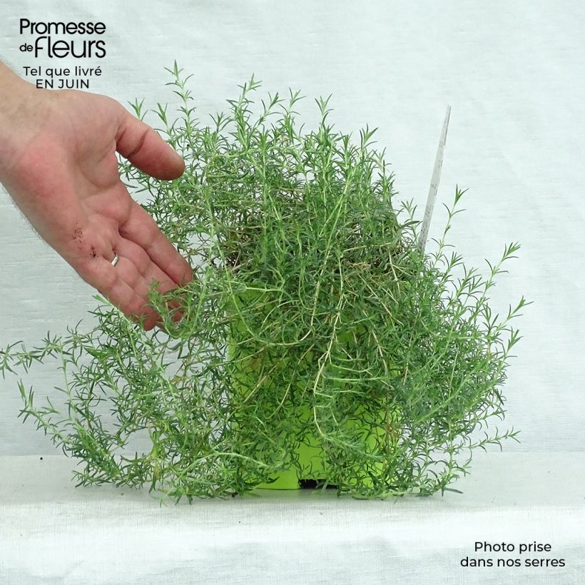 Spécimen de Phlox mousse Candy Stripes - Phlox subulata Pot de 1,5L/2L tel que livré en été