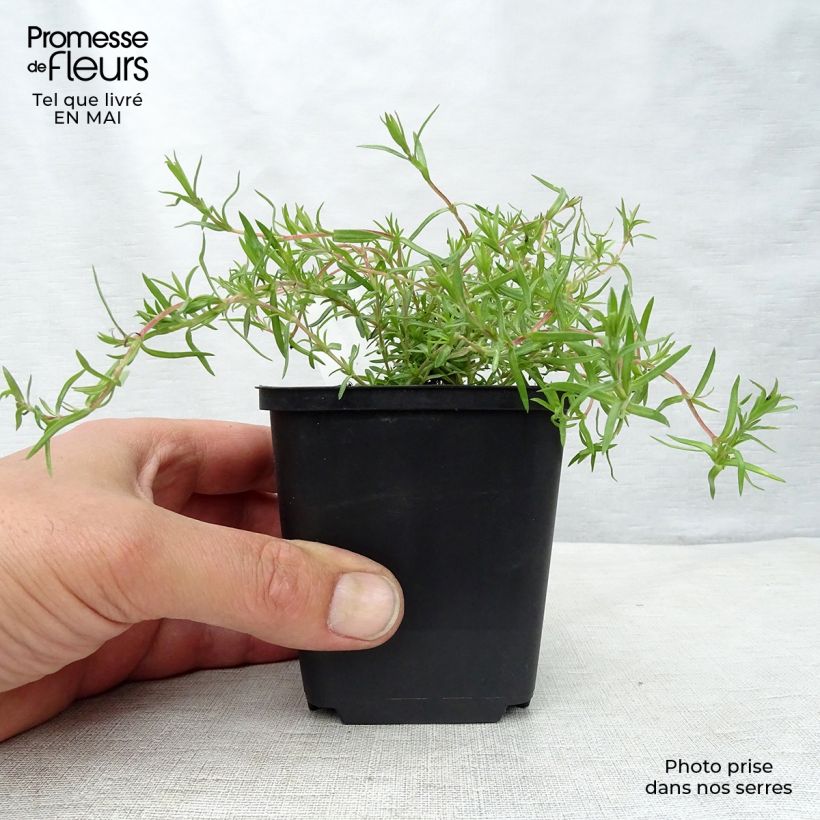 Spécimen de Phlox mousse  Moerheimii Godet de 9cm tel que livré au printemps