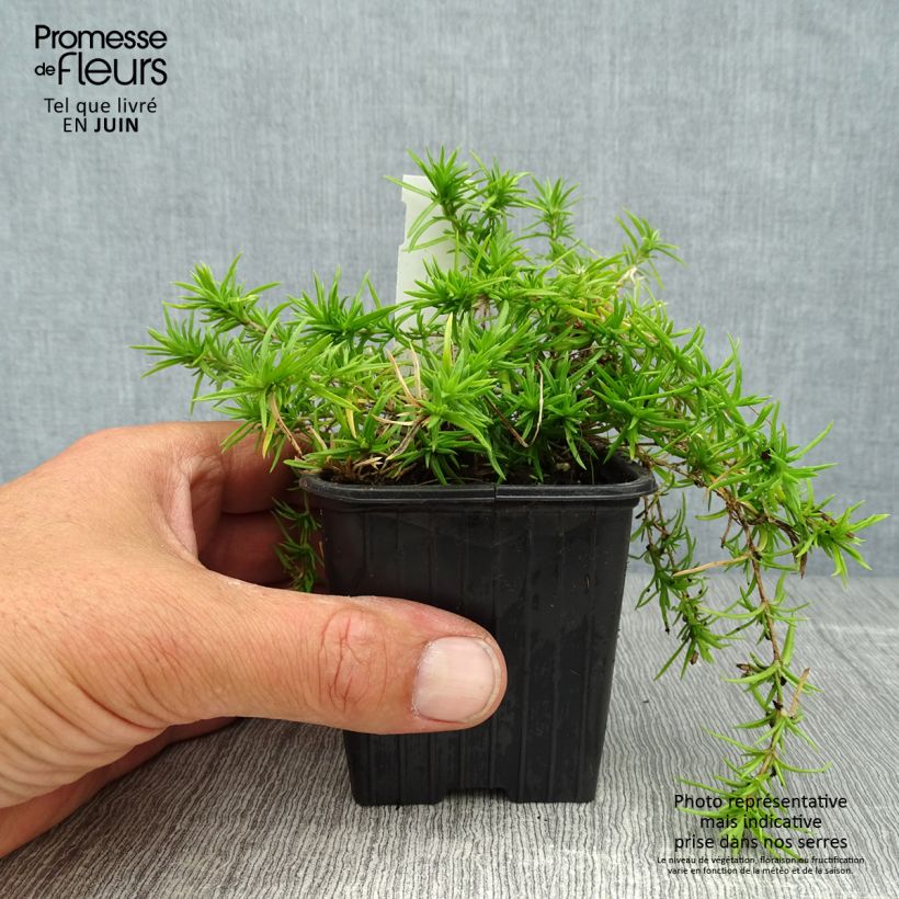 Spécimen de Phlox mousse  Moerheimii Godet de 8/9 cm tel que livré en été