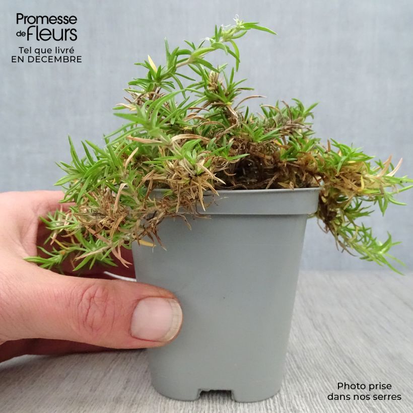 Spécimen de Phlox mousse  Moerheimii tel que livré en hiver