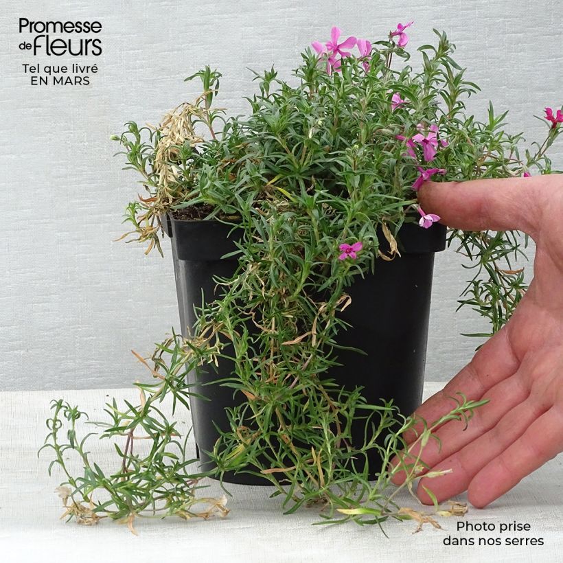 Spécimen de Phlox mousse Scarlet Flame - Phlox subulata en pot de 2/3 litres tel que livré au printemps