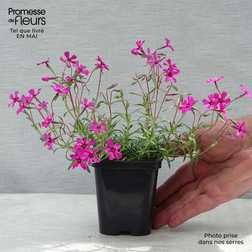 Spécimen de Phlox mousse Scarlet Flame - Phlox subulata en godet de 9 cm tel que livré au printemps