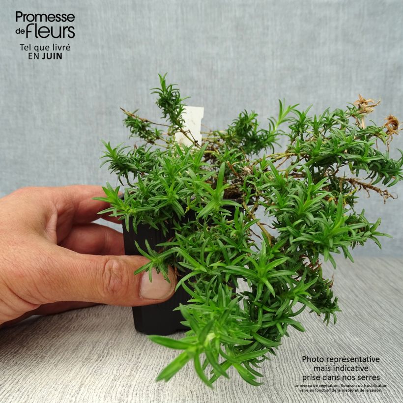 Spécimen de Phlox mousse White Delight Godet de 8/9 cm tel que livré en été