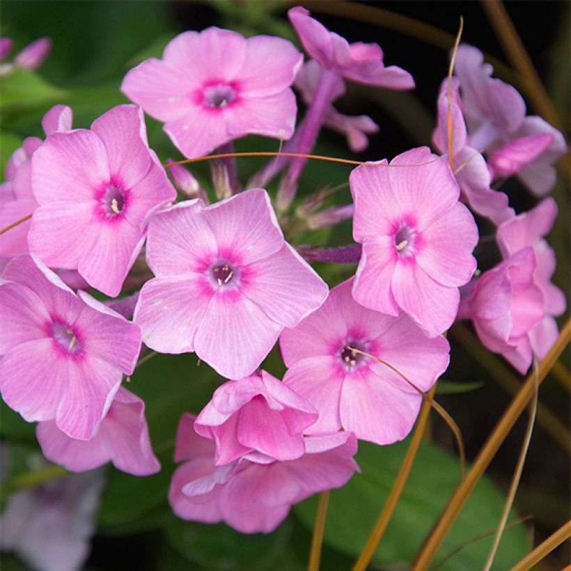 Phlox paniculata Amethyst (Floraison)