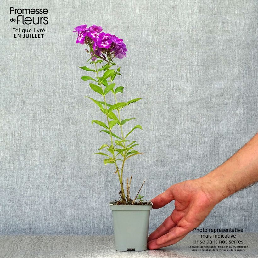 Spécimen de Phlox paniculata Amethyst Godet de 8/9 cm tel que livré en été