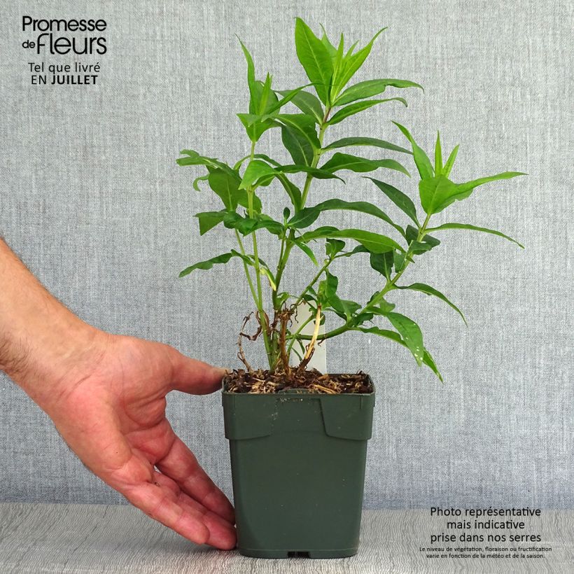 Spécimen de Phlox paniculata Bambini Candy Crush Pot de 10 cm/11cm tel que livré en été