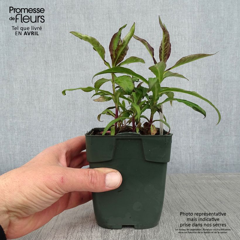 Spécimen de Phlox paniculata Bambini Desire Godet de 8/9 cm tel que livré au printemps