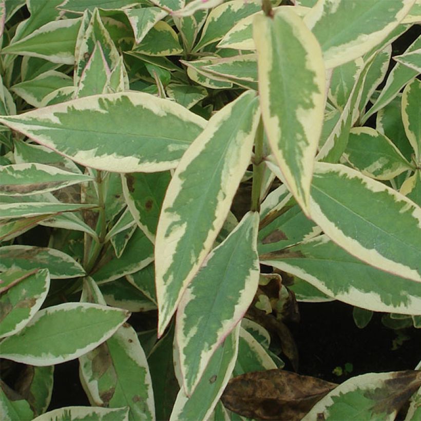 Phlox paniculata Becky Towe (Feuillage)