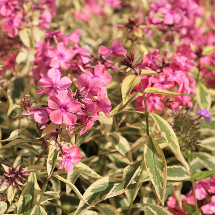 Phlox paniculata Becky Towe (Floraison)