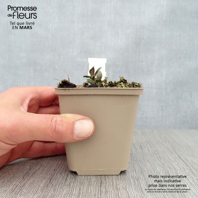 Spécimen de Phlox paniculata Blind Lion Godet de 9cm tel que livré au printemps