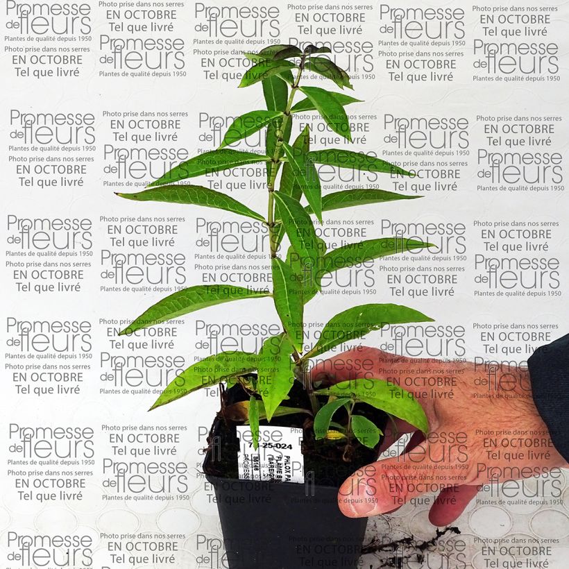 Exemple de spécimen de Phlox paniculata Blue Flame Godet de 9cm tel que livré