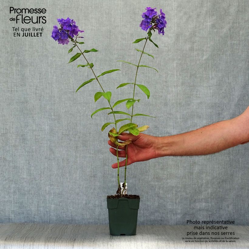 Spécimen de Phlox paniculata Blue Paradise Godet de 8/9 cm tel que livré en été