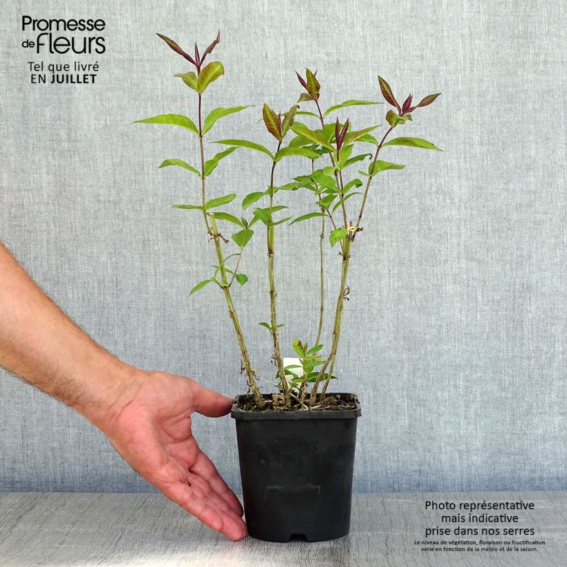 Spécimen de Phlox paniculata Blue Paradise Pot de 1,5L/2L tel que livré en été
