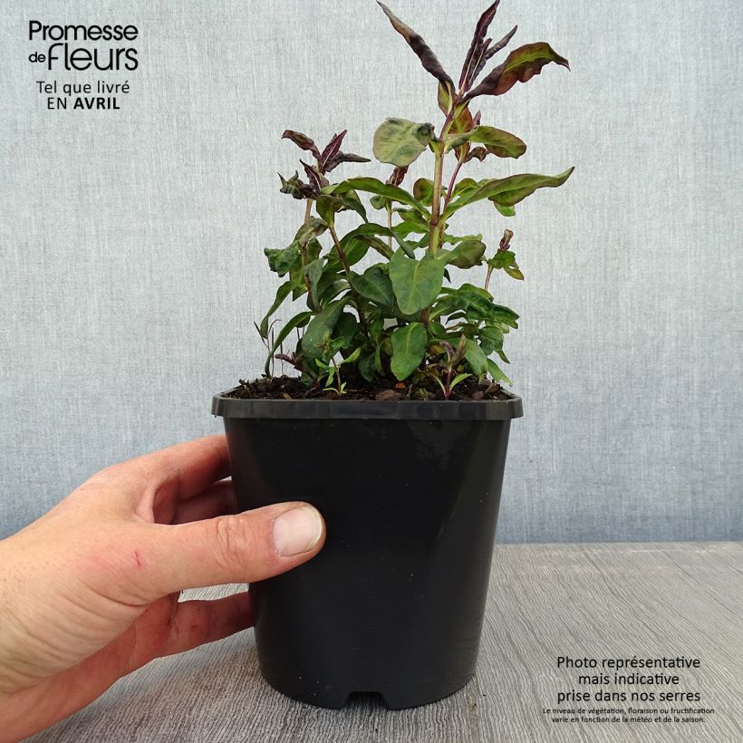 Spécimen de Phlox paniculata Blue Paradise - pot de 1.5L/2L tel que livré au printemps