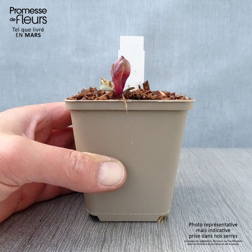 Spécimen de Phlox paniculata Coral Flame  tel que livré au printemps