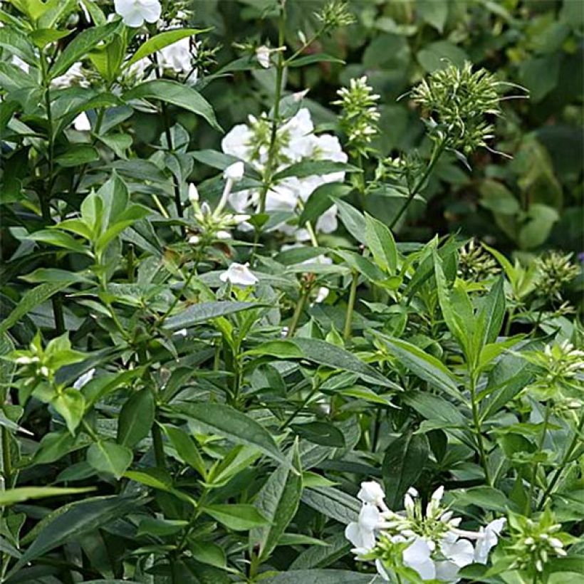 Phlox paniculata David (Feuillage)