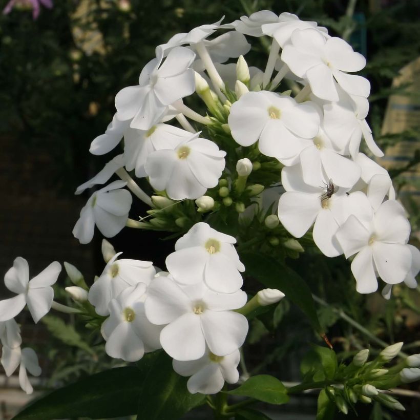 Phlox paniculata David (Floraison)