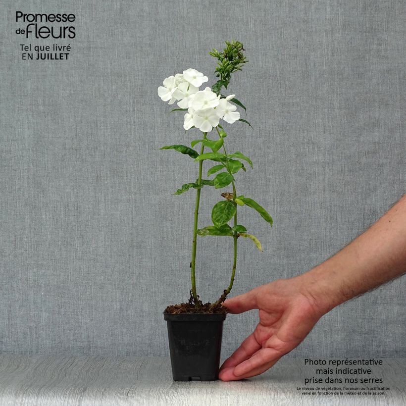 Spécimen de Phlox paniculata David tel que livré en ete