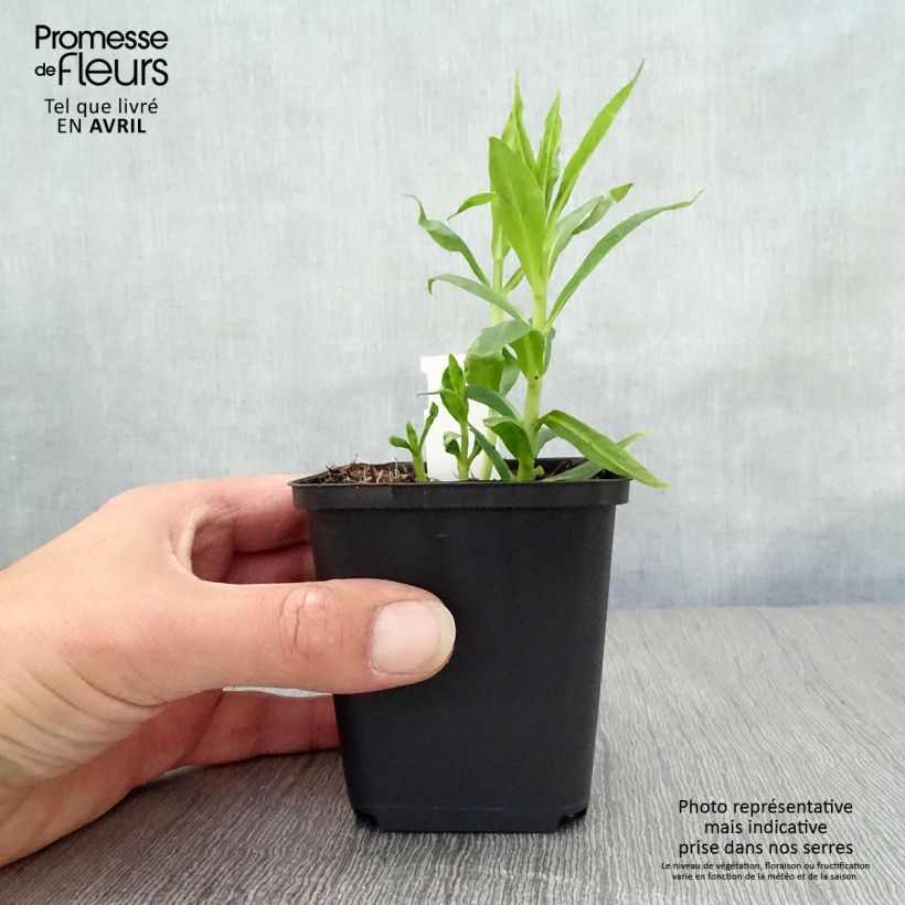 Spécimen de Phlox paniculata David Godet de 9cm tel que livré au printemps