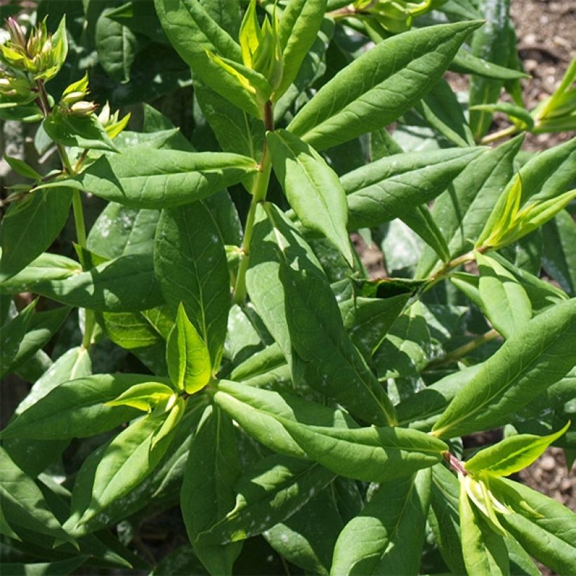 Phlox paniculata Elisabeth (Feuillage)