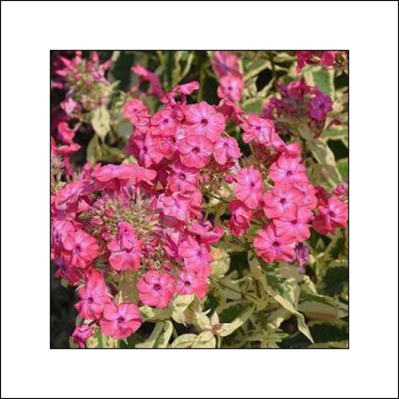 Phlox paniculata Elisabeth (Floraison)