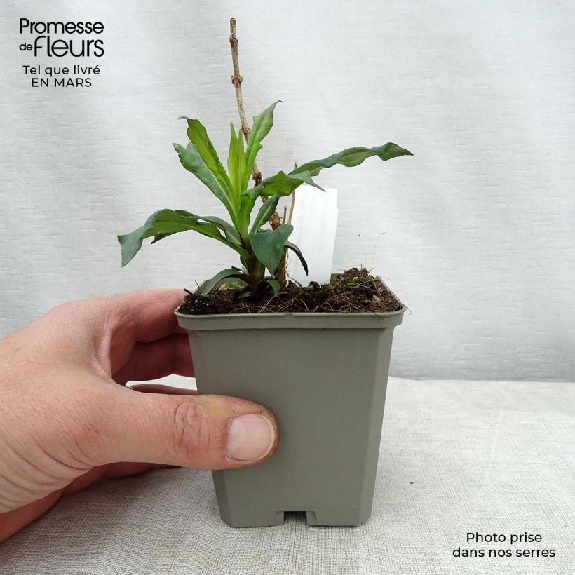 Spécimen de Phlox paniculata Elisabeth Godet de 9cm tel que livré au printemps