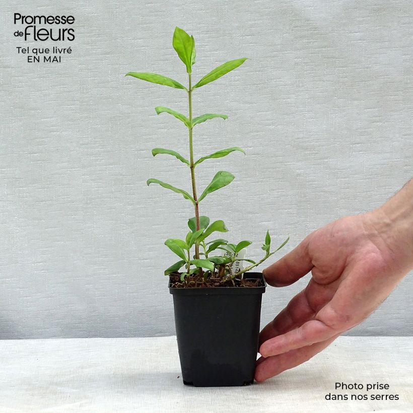 Spécimen de Phlox paniculata Europa Godet de 8/9cm tel que livré au printemps