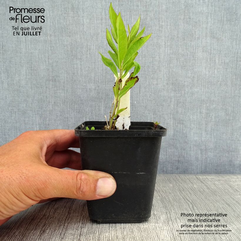 Spécimen de Phlox paniculata Europa Godet de 8/9 cm tel que livré en été