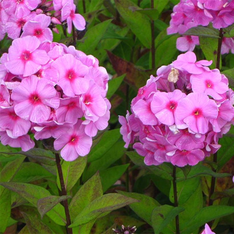 Phlox paniculata Eva Cullum (Floraison)