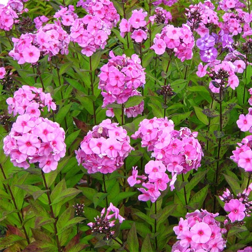 Phlox paniculata Eva Cullum (Port)