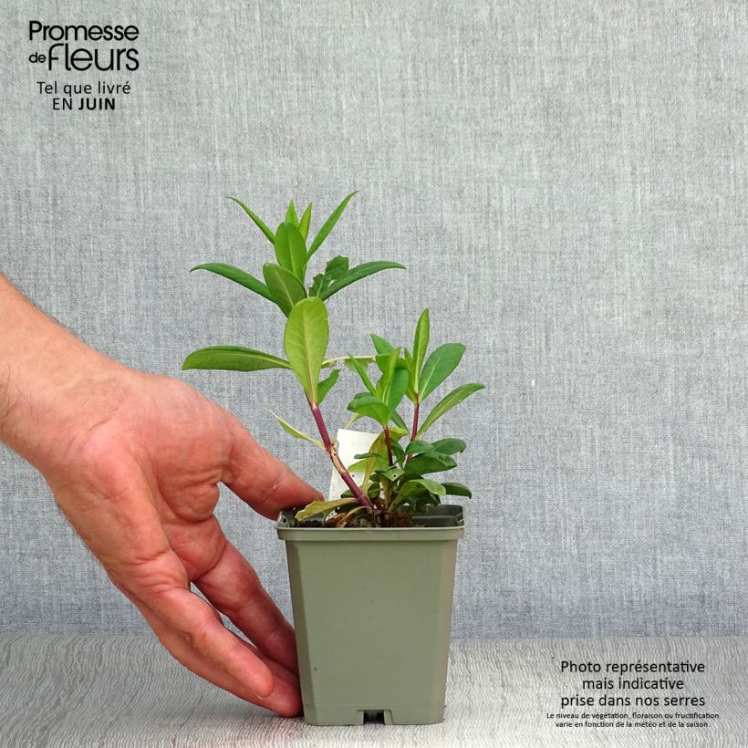 Spécimen de Phlox paniculata Eva Cullum Godet de 8/9 cm tel que livré en été