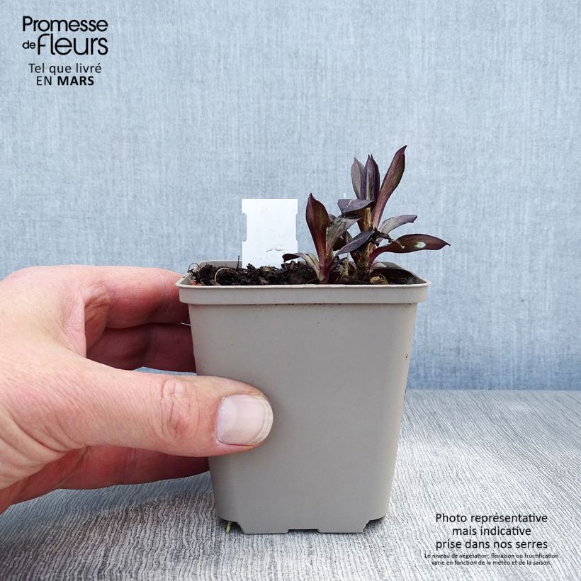 Spécimen de Phlox paniculata Eva Cullum Godet de 9cm tel que livré au printemps