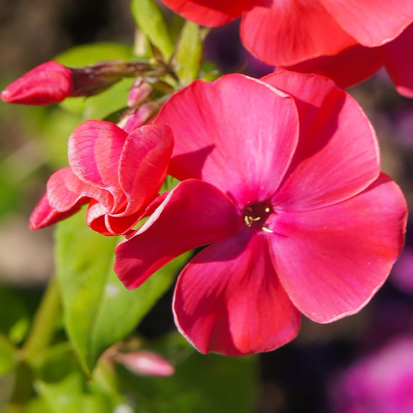 Phlox paniculata Famous Cerise - Phlox paniculé (Floraison)