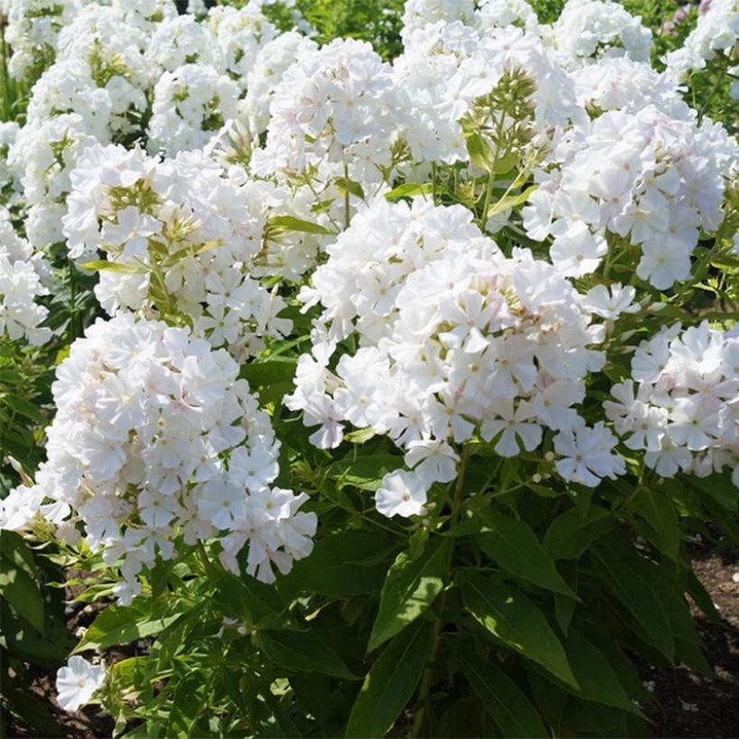 Phlox paniculata Flame White Imp (Floraison)