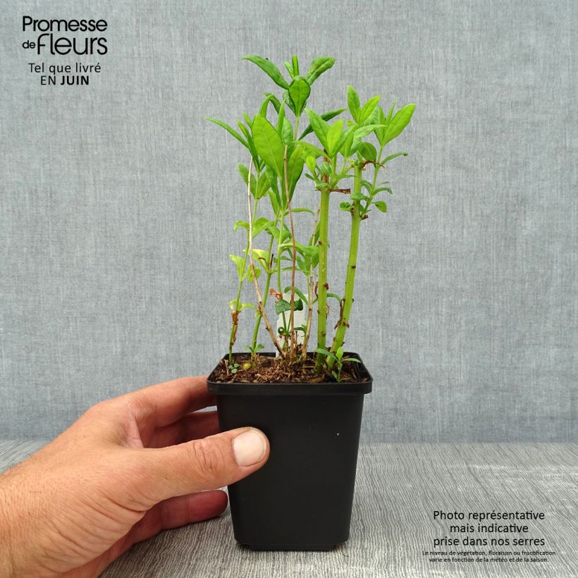 Spécimen de Phlox paniculata Fujiyama Godet de 8/9 cm tel que livré en été