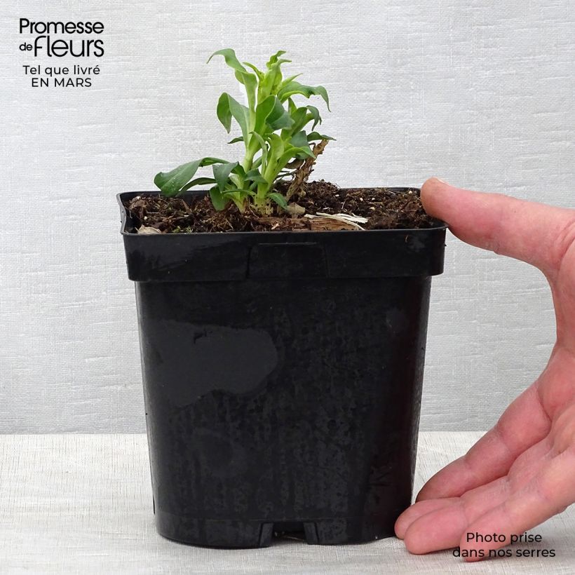Spécimen de Phlox paniculata Fujiyama en pot de 2/3 litres tel que livré au printemps