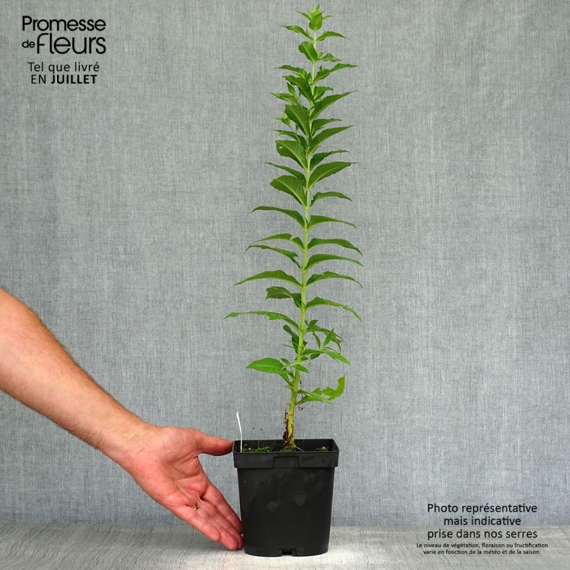 Spécimen de Phlox paniculata Fujiyama Pot de 2L/3L tel que livré en été
