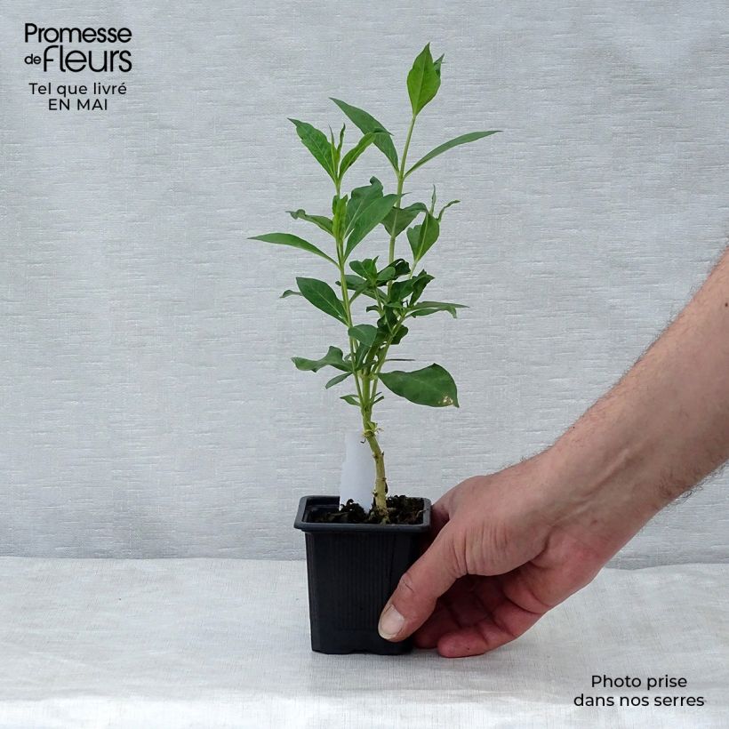 Spécimen de Phlox paniculata Fujiyama en godet de 9 cm tel que livré au printemps