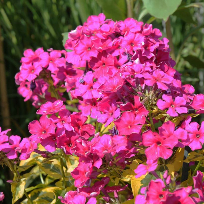 Phlox paniculata Goldmine (Floraison)