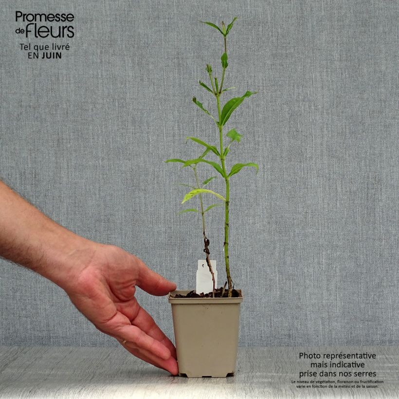 Spécimen de Phlox paniculata Graf Zeppelin Godet de 8/9 cm tel que livré en été