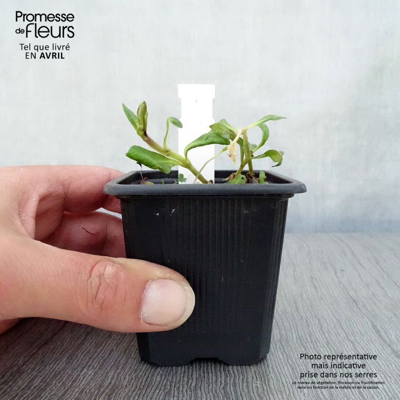 Spécimen de Phlox paniculata Graf Zeppelin Godet de 9cm tel que livré au printemps