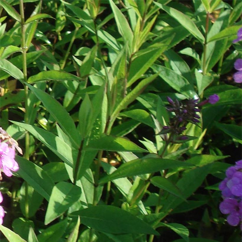 Phlox paniculata Hesperis (Feuillage)