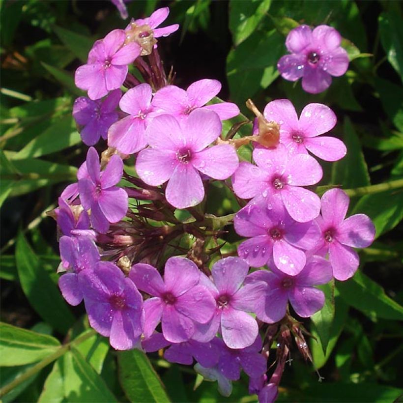 Phlox paniculata Hesperis (Floraison)