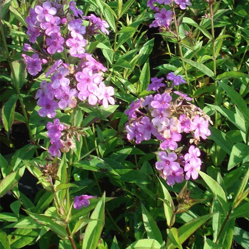 Phlox paniculata Hesperis (Port)