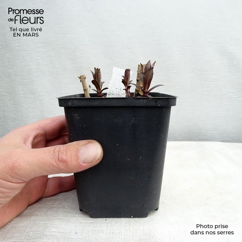 Spécimen de Phlox paniculata Hesperis Godet de 9cm tel que livré au printemps