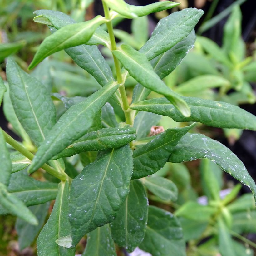 Phlox paniculata Jade - Phlox paniculé (Feuillage)