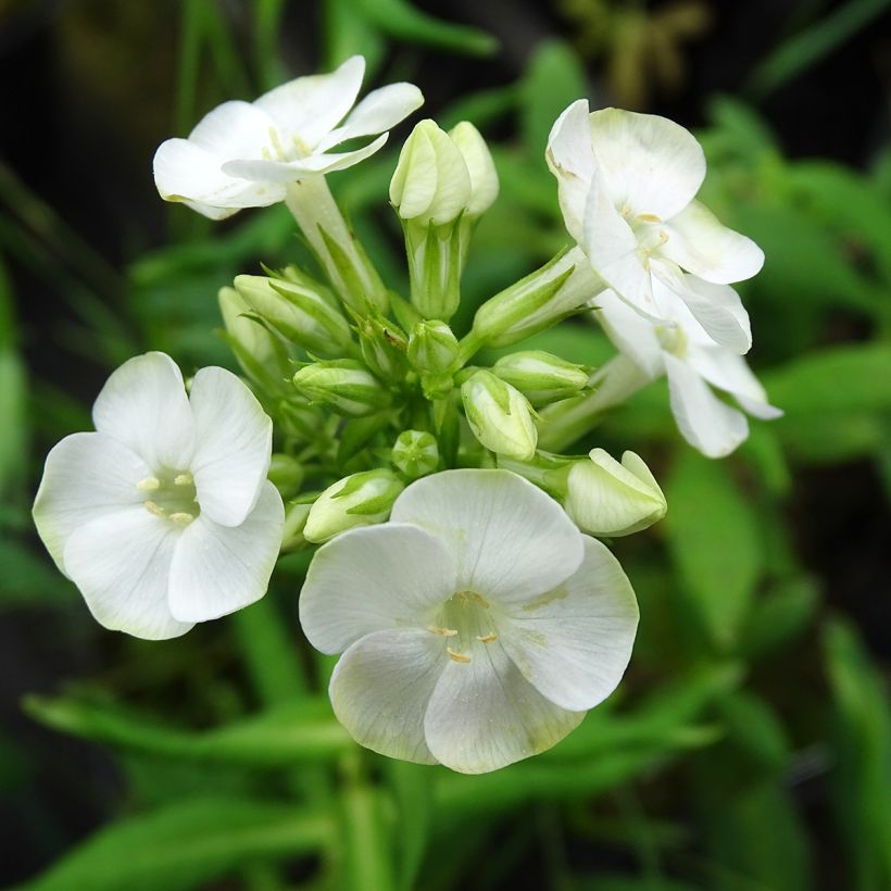 Phlox paniculata Jade - Phlox paniculé (Floraison)