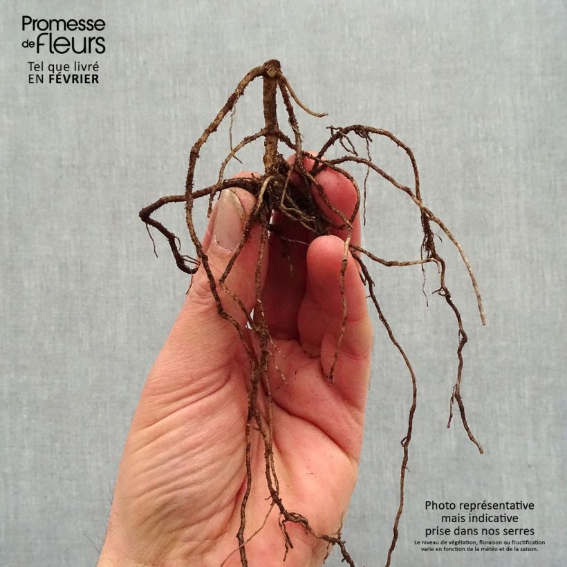 Spécimen de Phlox paniculata Jade - Phlox paniculé - racines nues  tel que livré en hiver