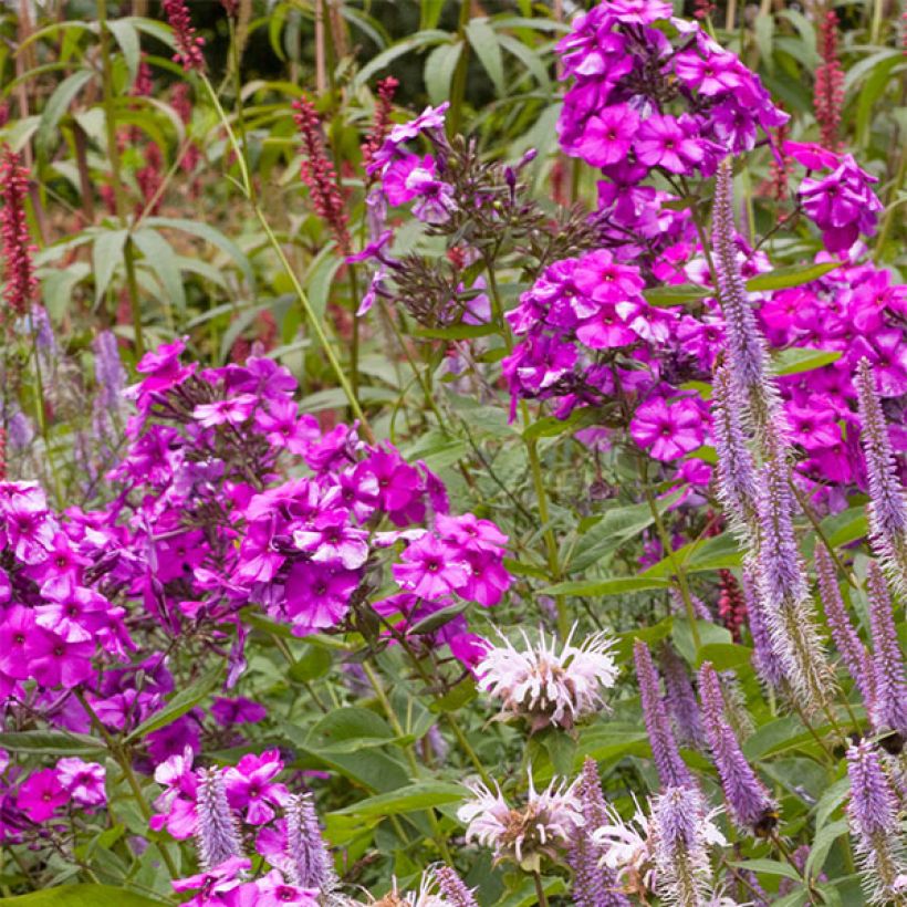 Phlox paniculata Judy (Floraison)